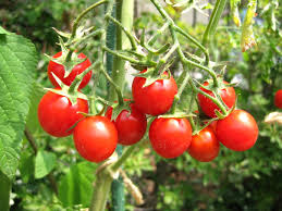 初めてのミニトマト栽培